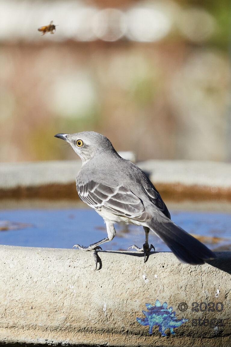 Northern Mockingbird
