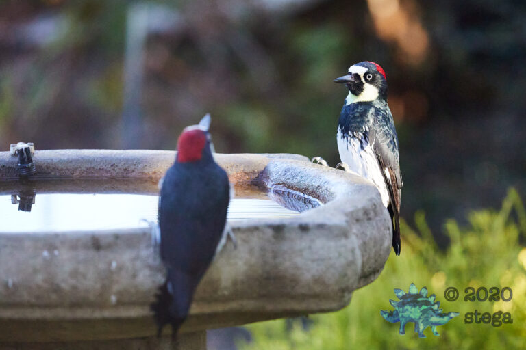 Acorn Woodpeckers