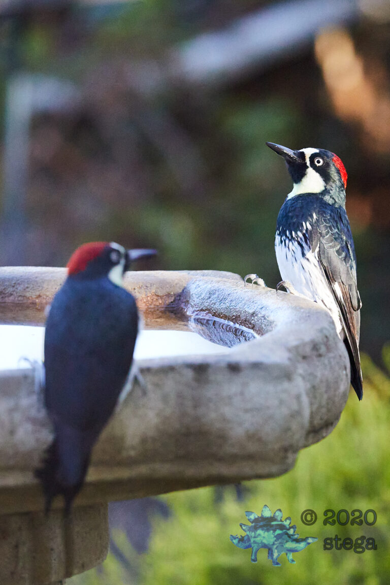 Acorn Woodpeckers