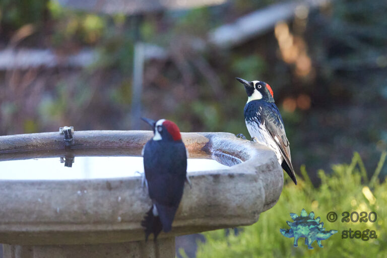 Acorn Woodpecker