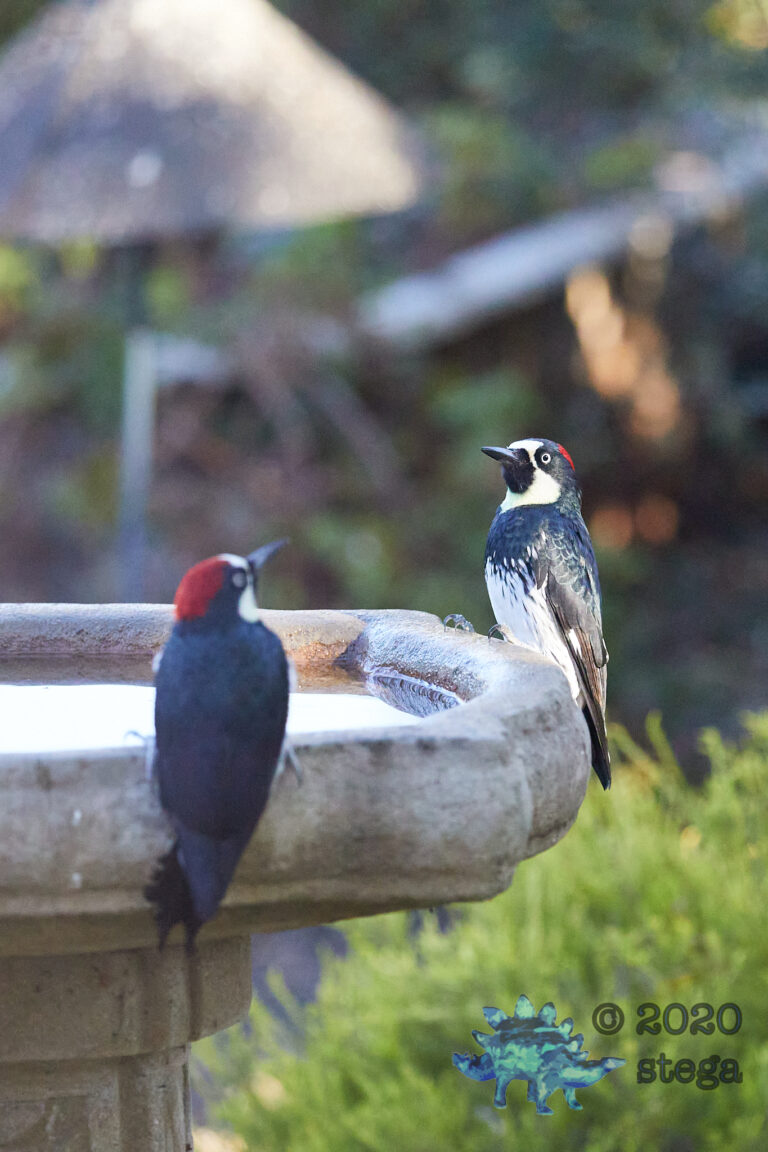 Acorn Woodpeckers