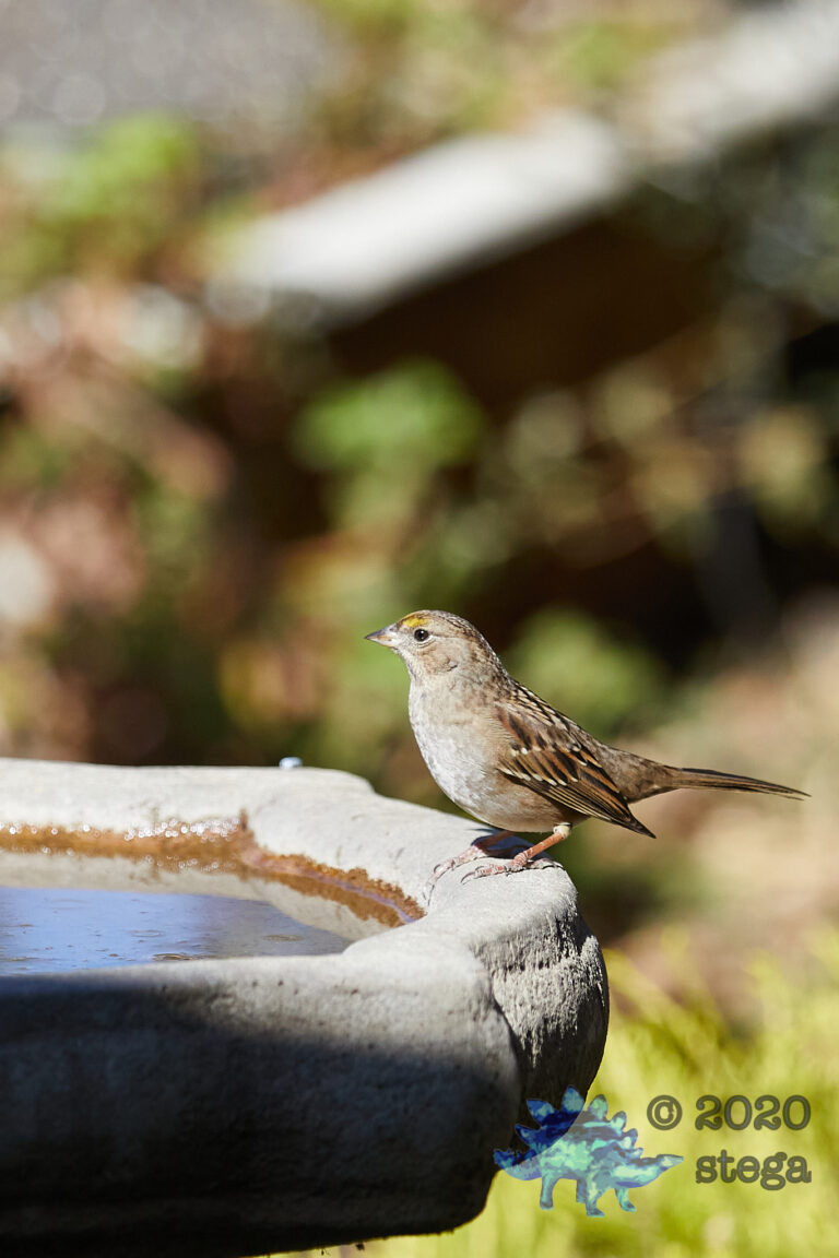 Gold-Crowned Sparrow