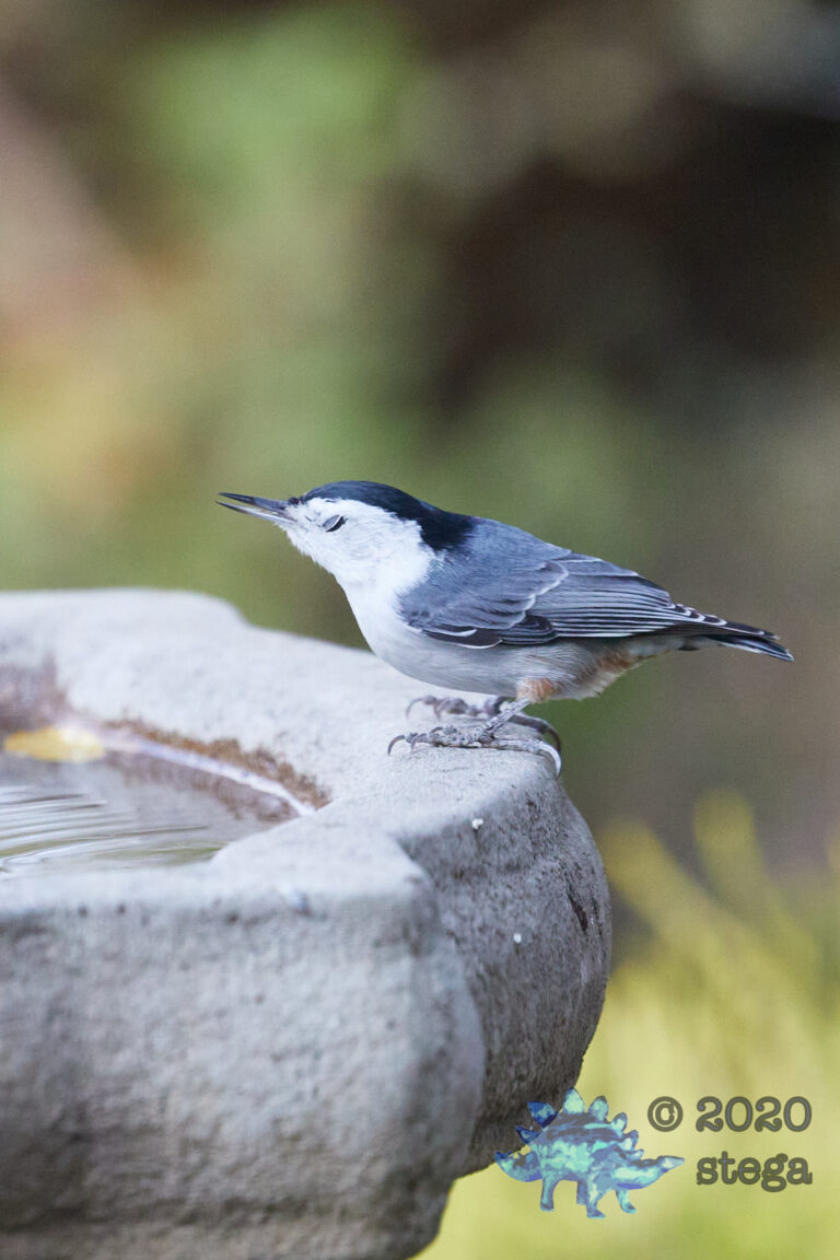 White Breasted Nuthatch
