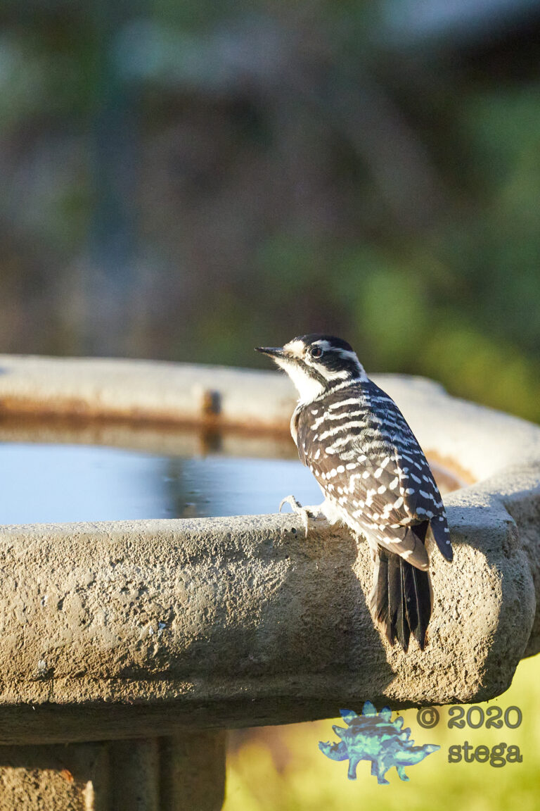 Nuttall’s Woodpecker