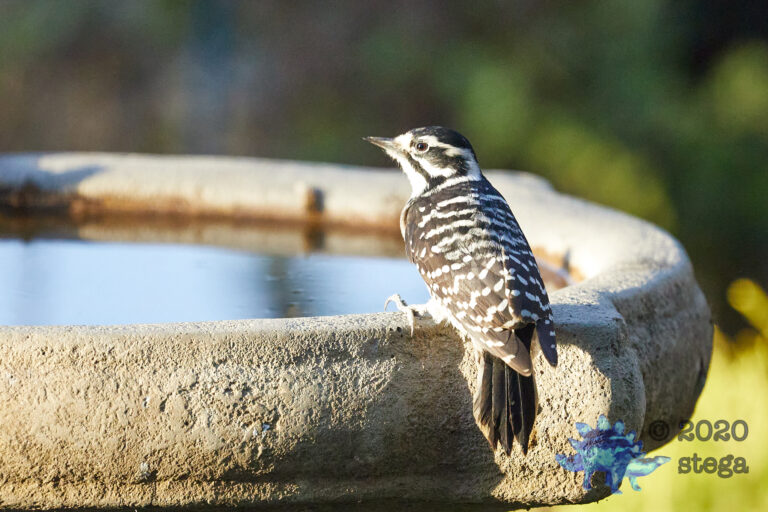 Nuttall’s Woodpecker
