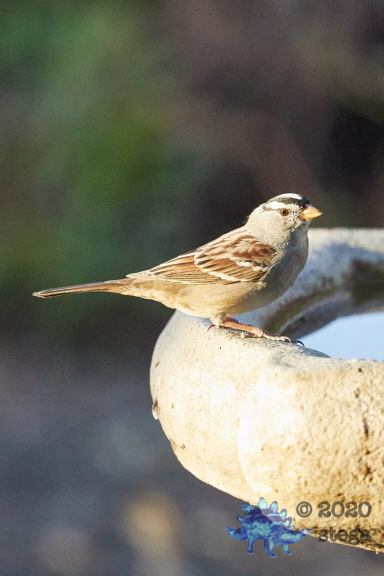 White-Crowned Sparrow