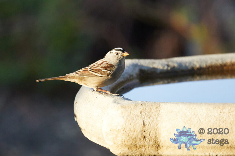 White-Crowned Sparrow