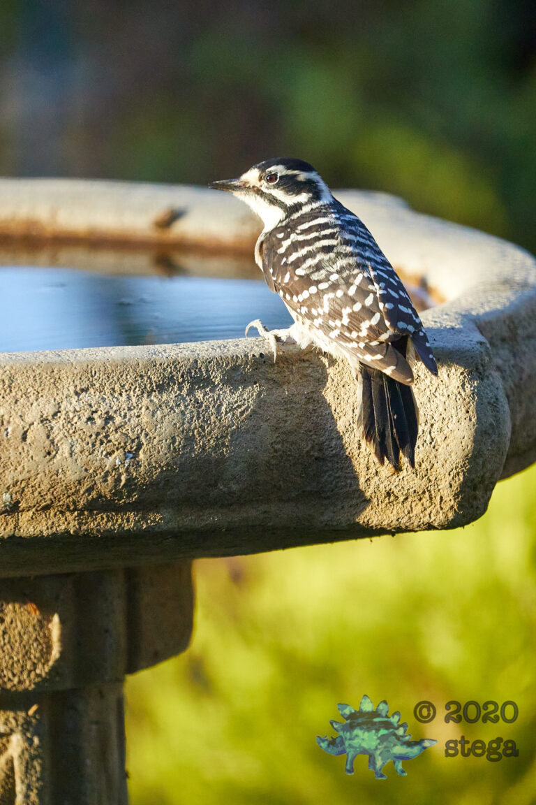Nuttall’s Woodpecker
