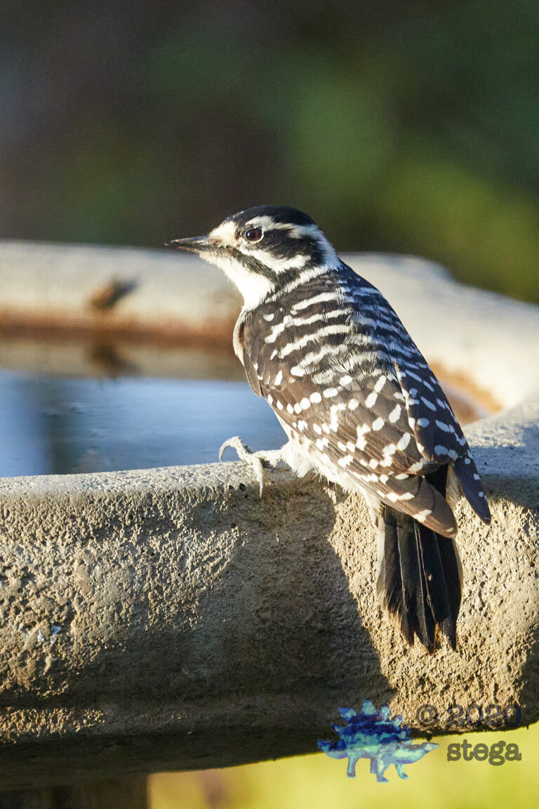 Nuttall’s Woodpecker