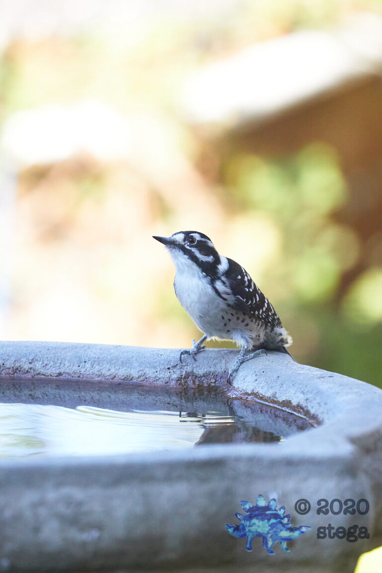 Nuttall’s Woodpecker