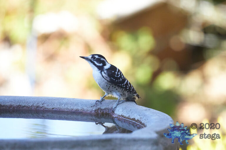 Nuttall’s Woodpecker