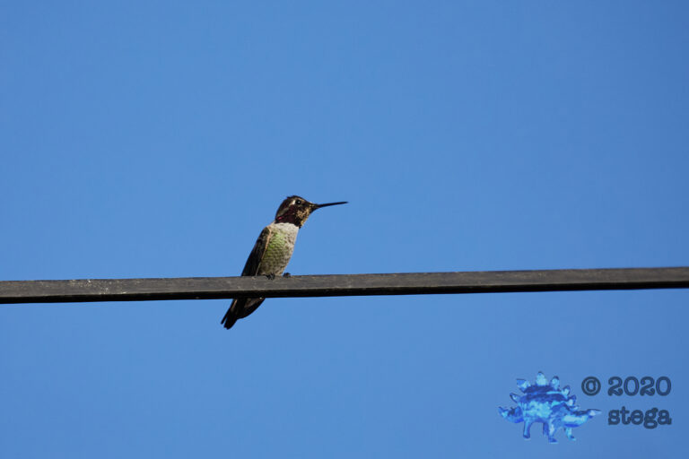 Anna’s Hummingbird