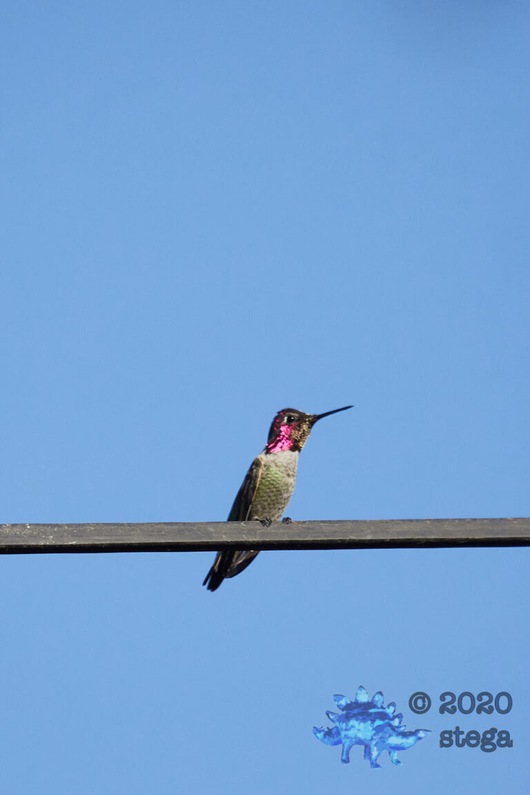 Anna’s Hummingbird
