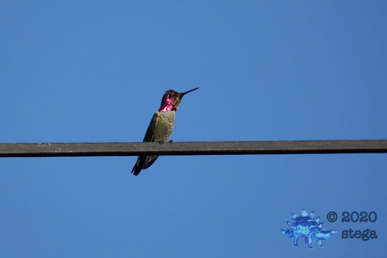 Anna’s Hummingbird