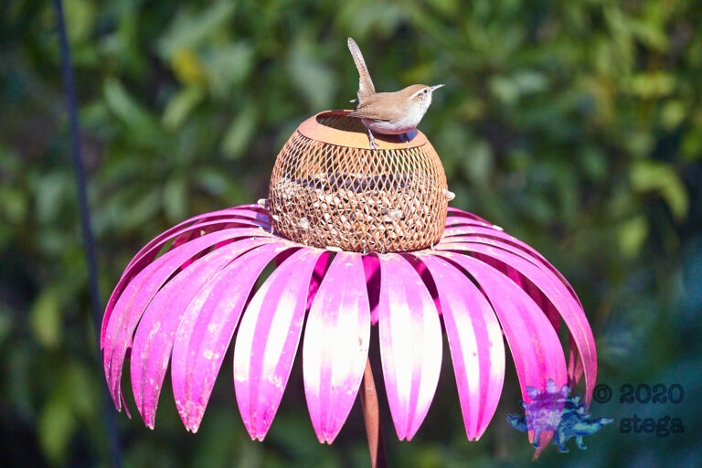 Bewick’s Wren