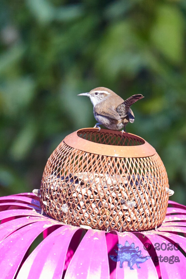 Bewick’s Wren