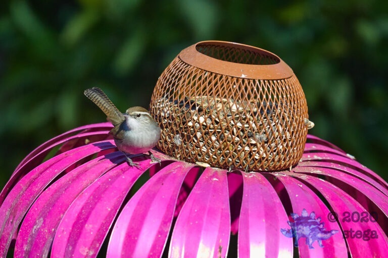 Bewick’s Wren