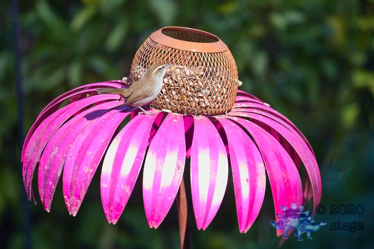 Bewick’s Wren