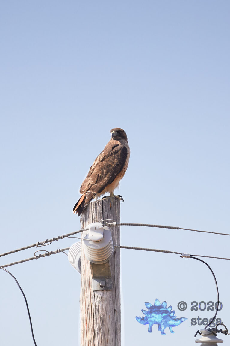 Red-Tailed Hawk