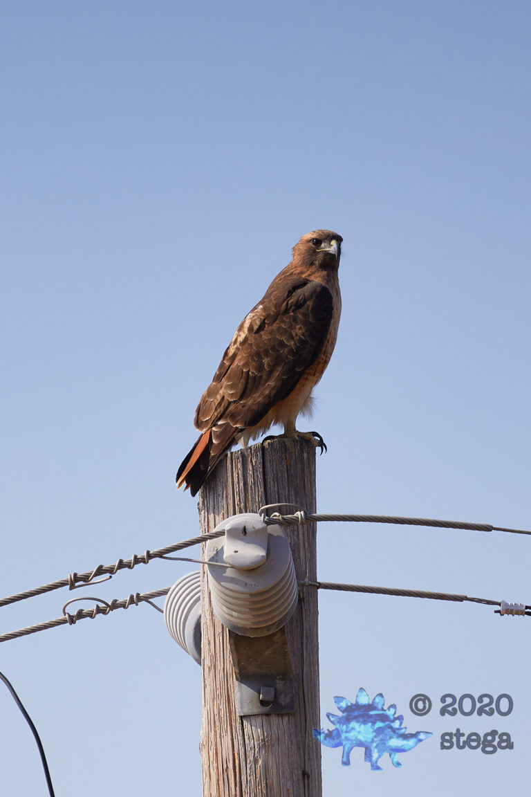 Red-Tailed Hawk