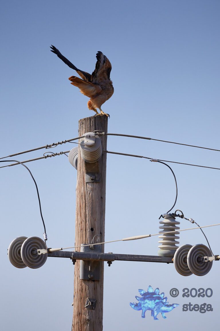 Red-Tailed Hawk