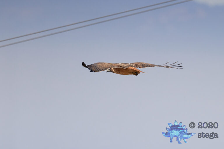 Red-Tailed Hawk