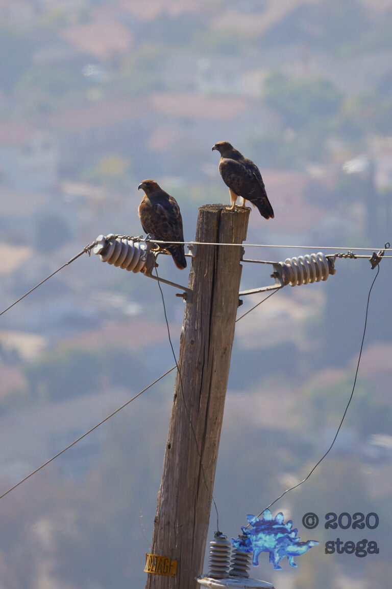 Red-Tailed Hawks