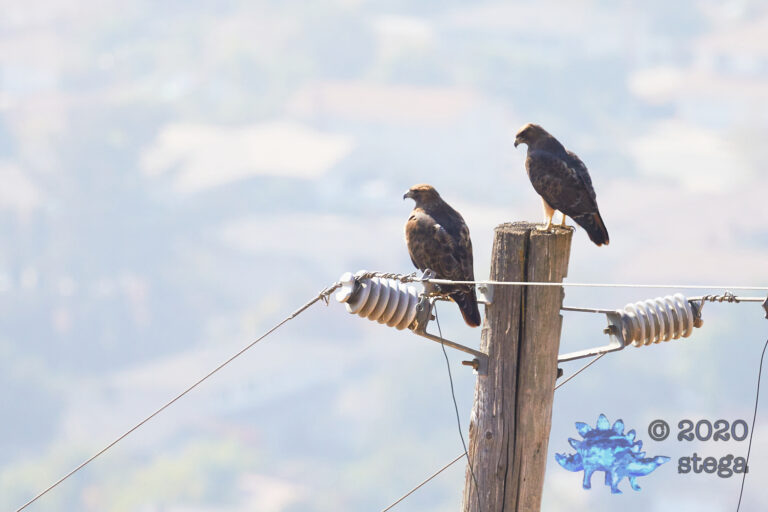 Red-Tailed Hawk