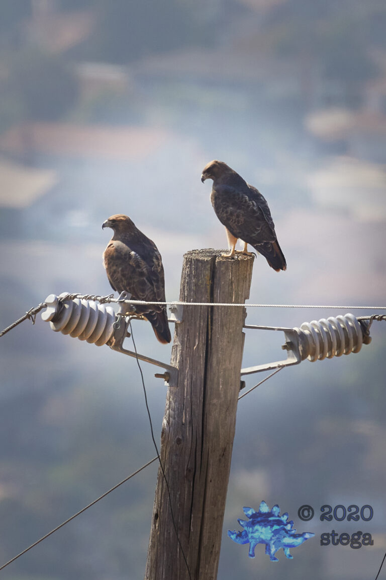 Red-Tailed Hawks