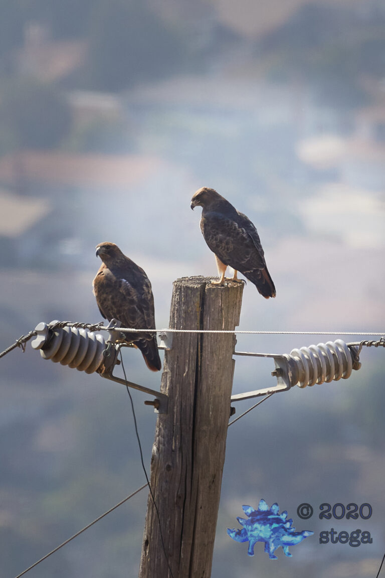 Red-Tailed Hawks