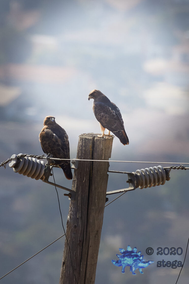 Red-Tailed Hawks