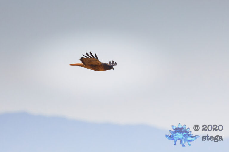 Red-Tailed Hawk