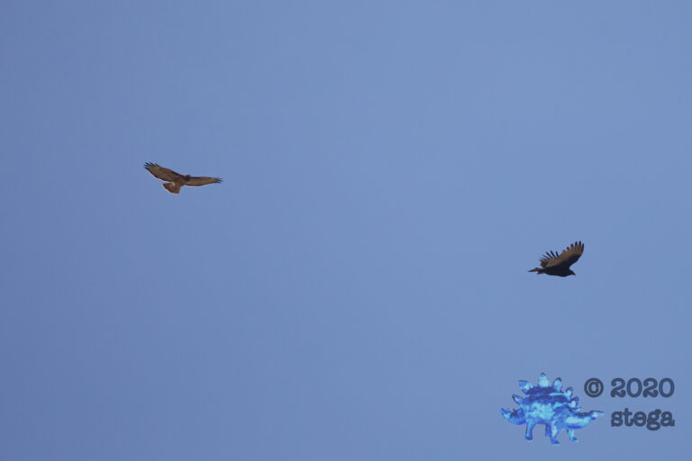 Soaring