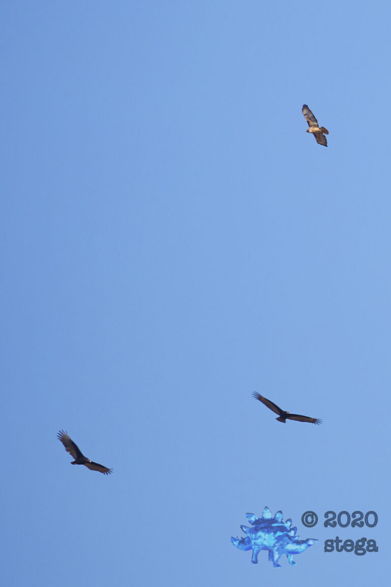 Hawk and Vultures