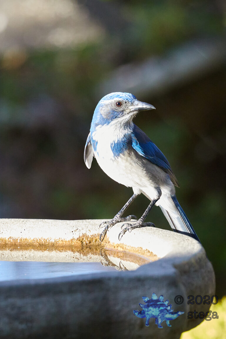 California Scrub Jay