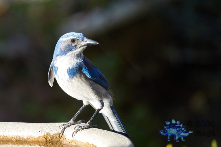 California Scrub Jay