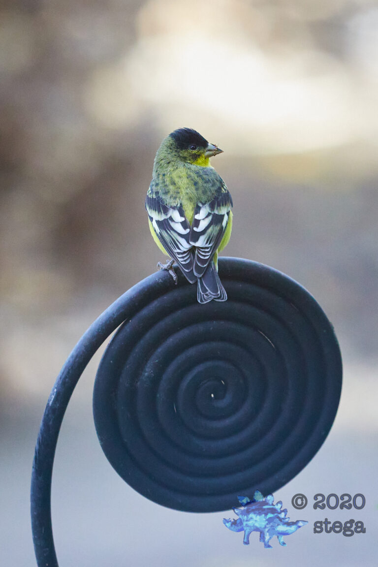 Lesser Goldfinch