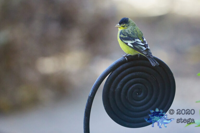 Lesser Goldfinch