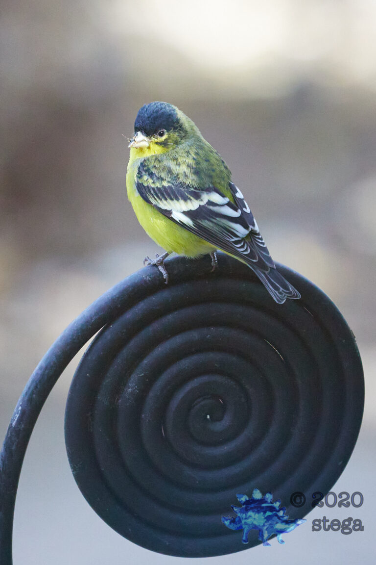 Lesser Goldfinch