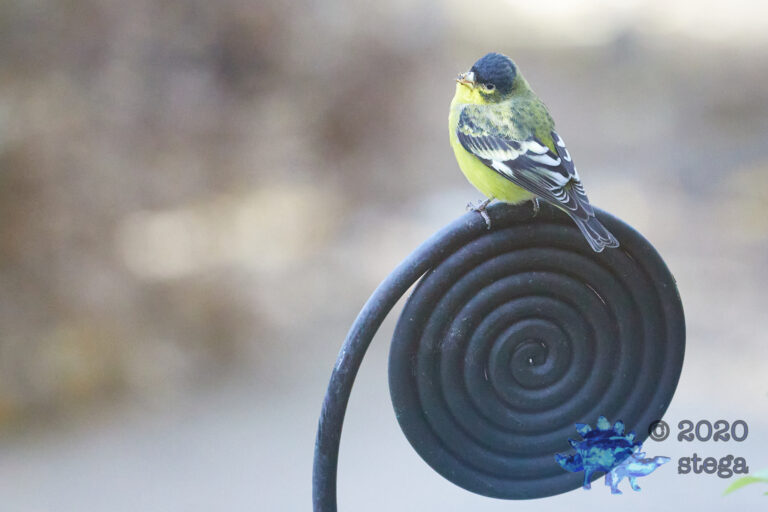 Lesser Goldfinch