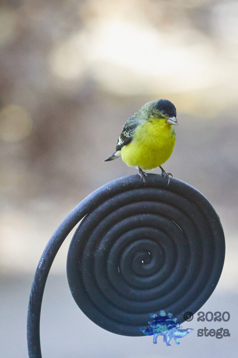 Lesser Goldfinch
