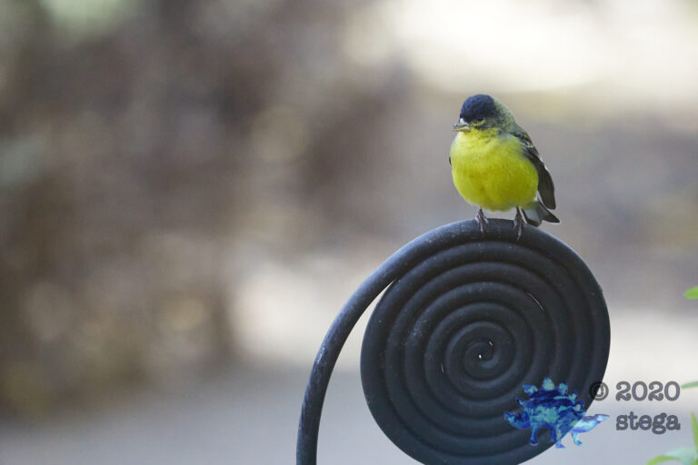 Lesser Goldfinch