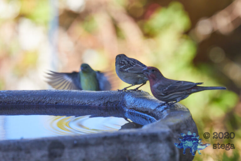 House Finches with an Interloper