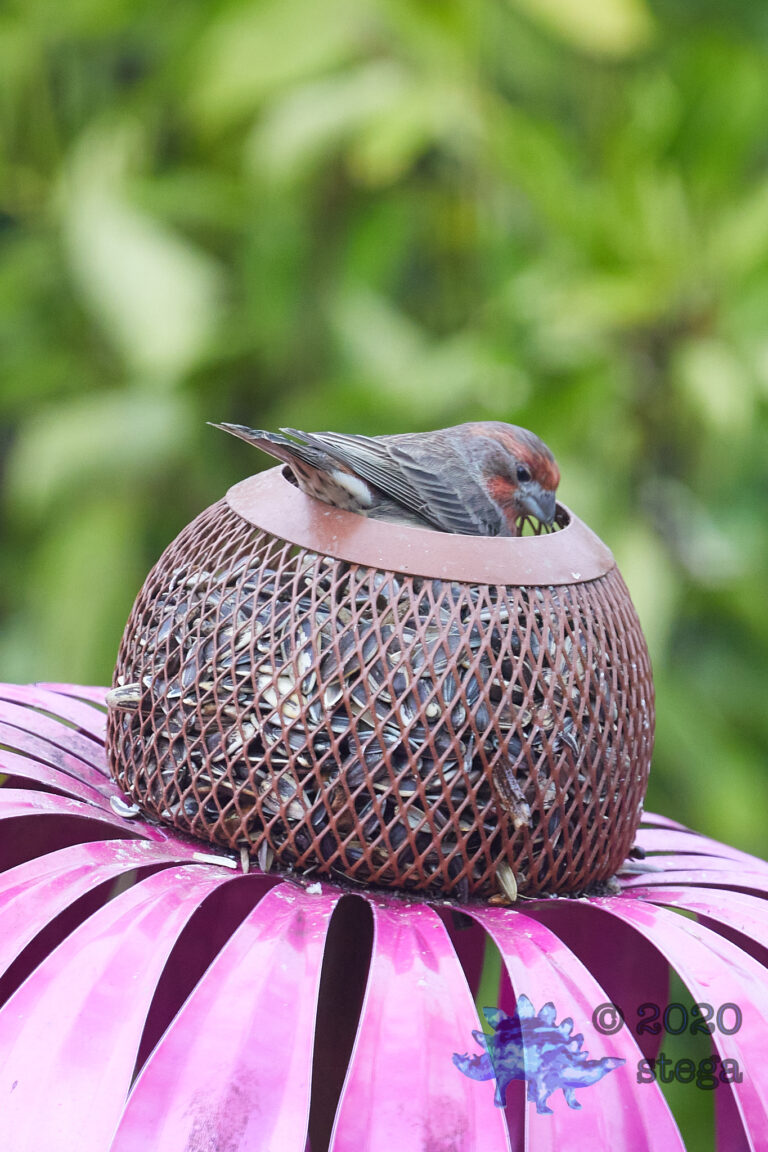 House Finch