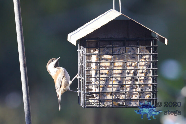 Chestnut-backed Chickadee