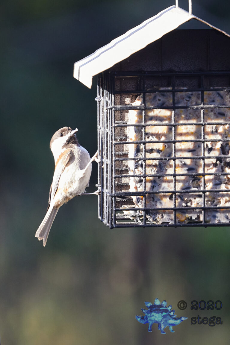 Chestnut-Backed Chickadee