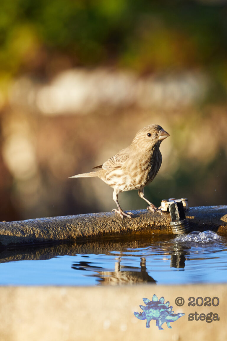 House Finch