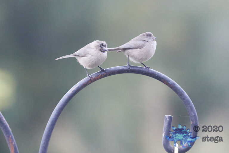 Bushtits