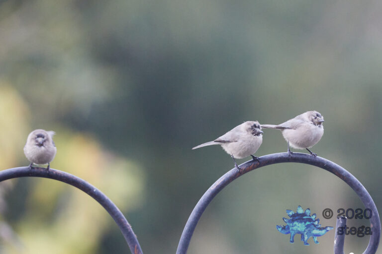 Bald Bushtits