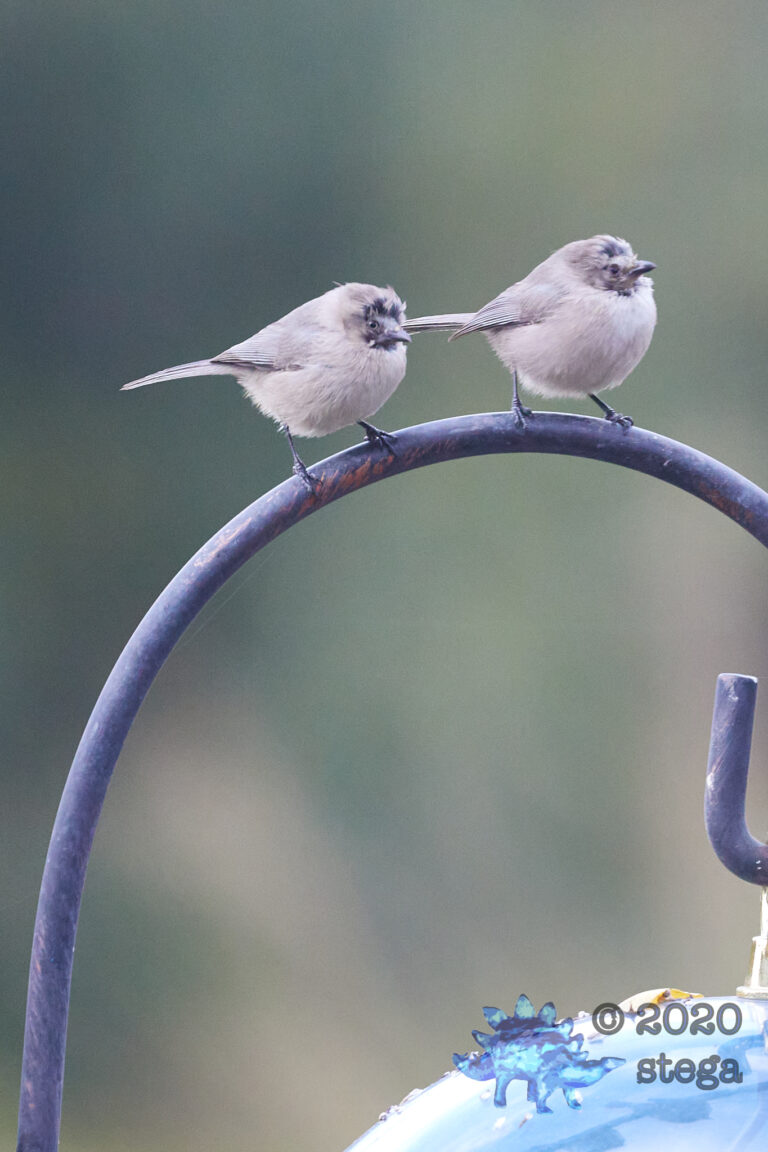 Balding Bushtits